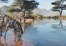 Planet Zoo 2 zeigt erstmals das neue Aquariensystem im Gameplay
